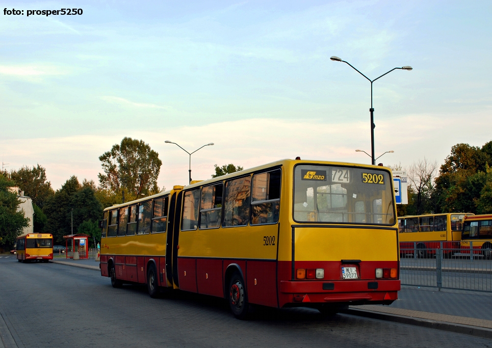 5202
Ikarus 280.37T prod. 1992. 
 Parafrazując niegdysiejszy sarkastyczny komentarz kolegi empiego pod jednym z jego zdjęć na "Przegubowcu", to ten wóz jest królem tego miasta a nie ja :P A parafrazując nie mniej znanego w świecie kolegę liptona: wraca człowiek do domu po ciężkim dniu w robocie, a tu... :P 
No dobra - wiedziałem, że tu będzie, bo rano w Piasecznie go wykukałem - potem wystarczyło poprosić kolegę solarisa8315 o rozkminkę odjazdów 2/724...
Słowa kluczowe: IK280 5202 724 MetroWilanowska